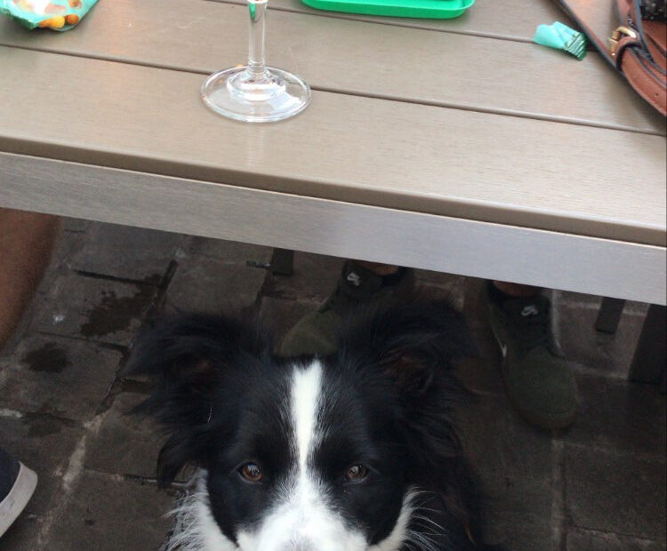 dog at dog friendly place under the table