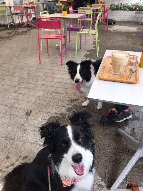 border collie dog at a dog friendly coffee house outside on terrace