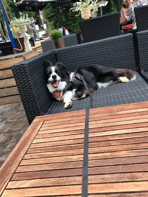 border collie dog lying in he sun on a dogfriendly terrace