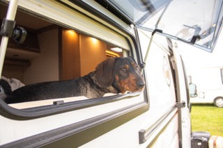 Jerom kijkt uit het raam van de hondvriendelijke mobilhome