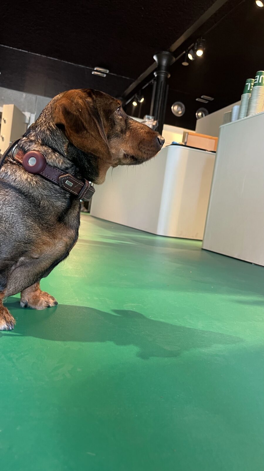 hondvriendelijke matcha bar antwerpen