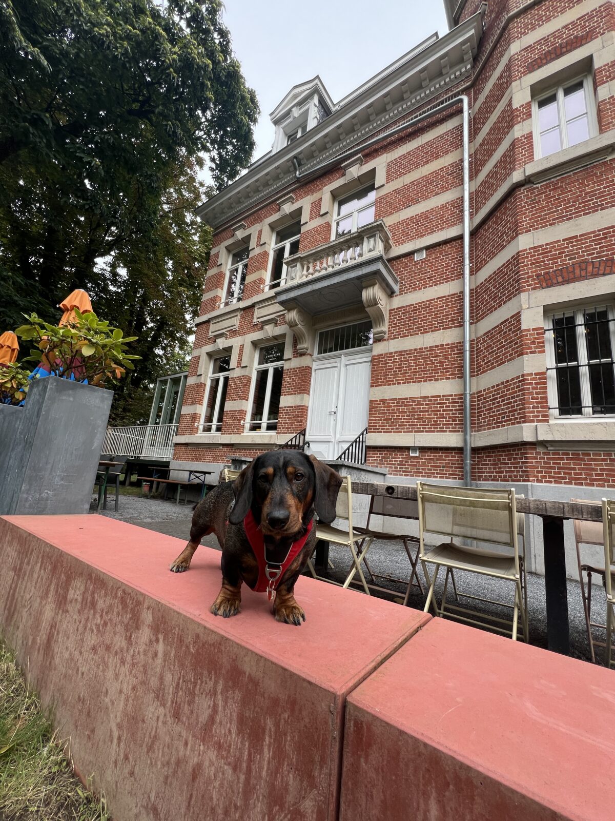 Tea l artisan hondvriendelijke koffiebar Merksem 