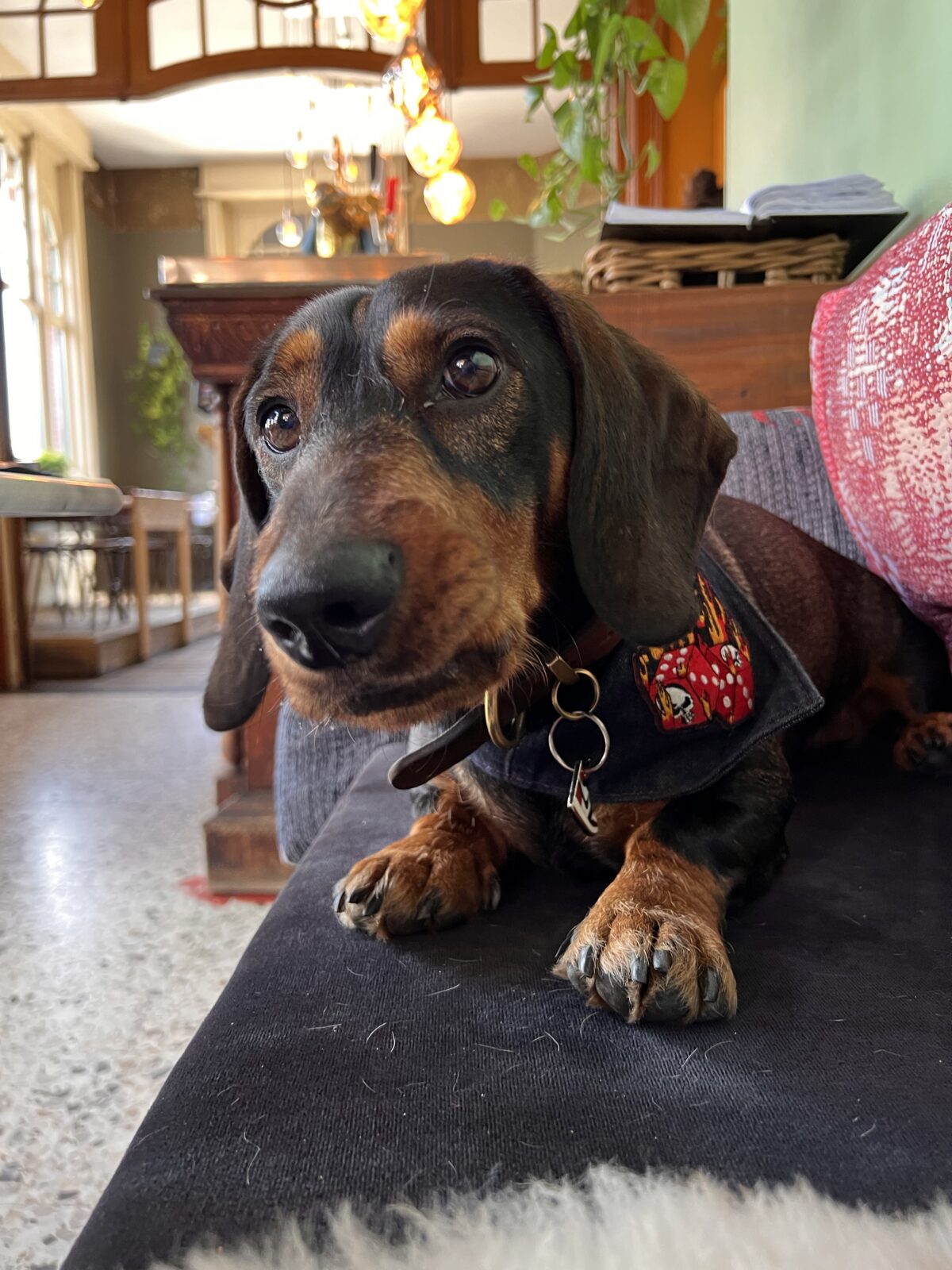Wattman hondvriendelijk restaurant Berchem