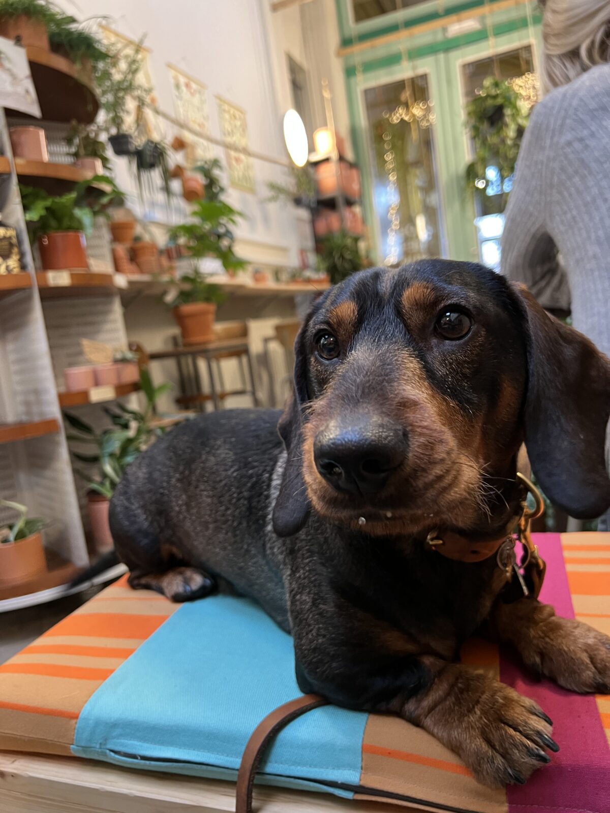 hondvriendelijk cafe Borgerhout