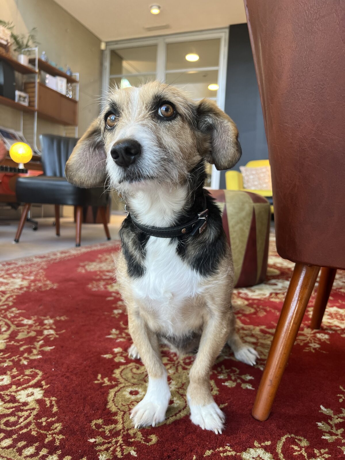 zeteltje hondvriendelijk cafe Oostende 