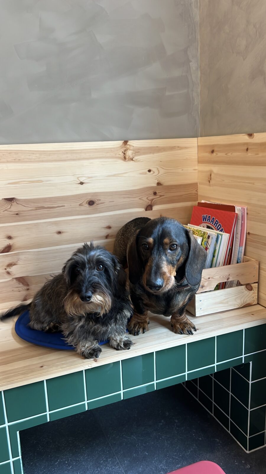 Jerom en Josee in hondvriendelijke koffiebar Antwerpen