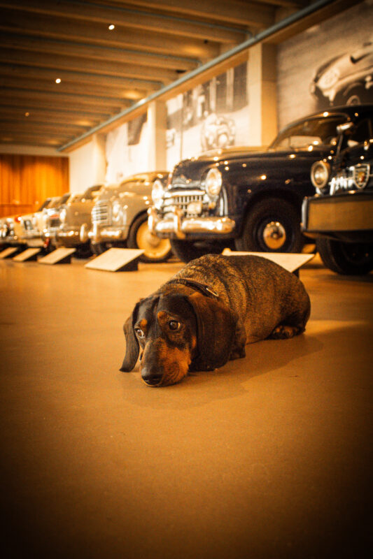 Squadra hondvriendelijk museum Lier